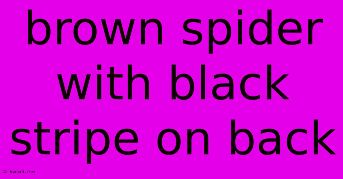 Brown Spider With Black Stripe On Back