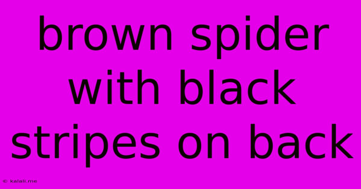 Brown Spider With Black Stripes On Back