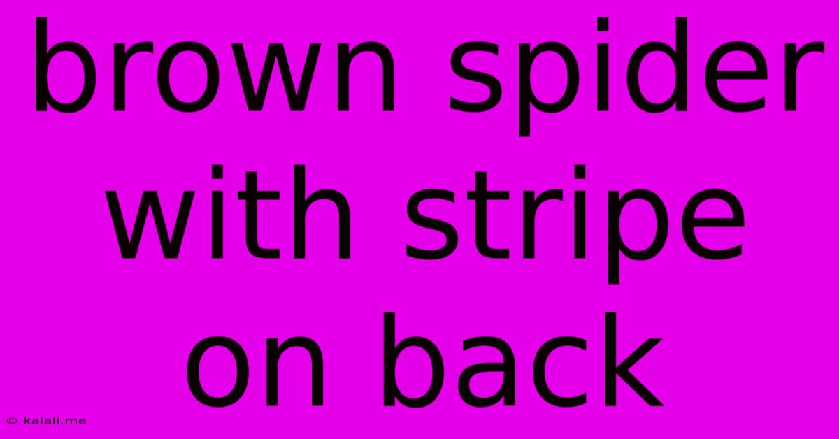 Brown Spider With Stripe On Back