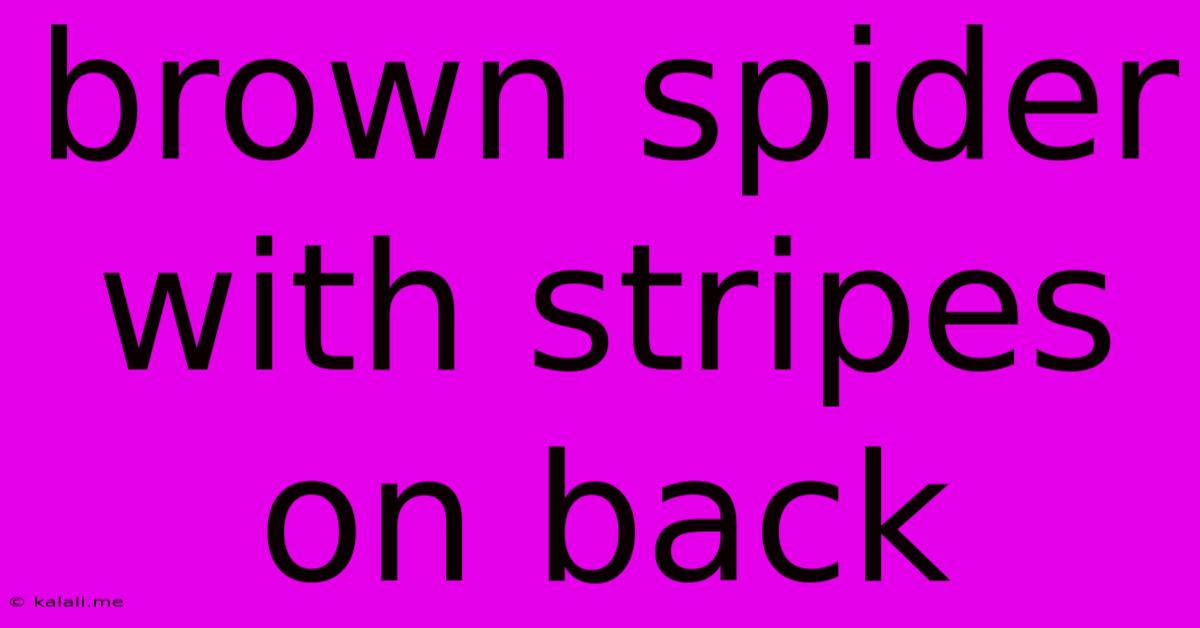 Brown Spider With Stripes On Back