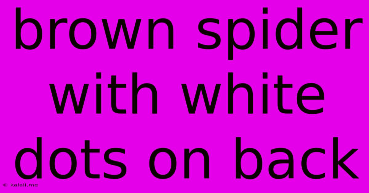Brown Spider With White Dots On Back