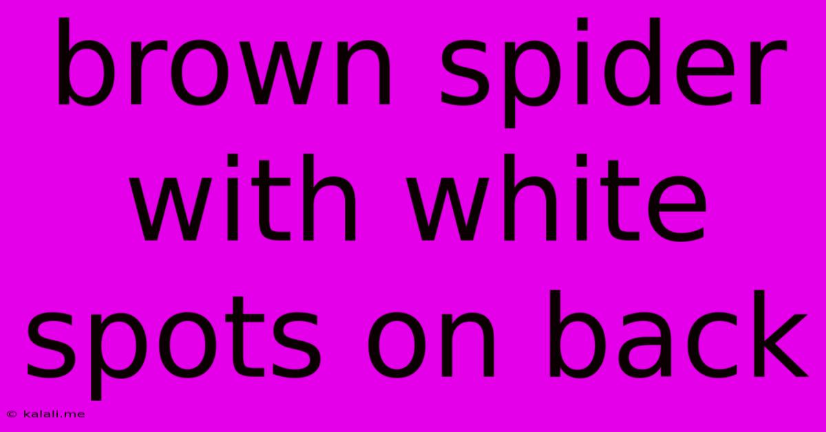 Brown Spider With White Spots On Back