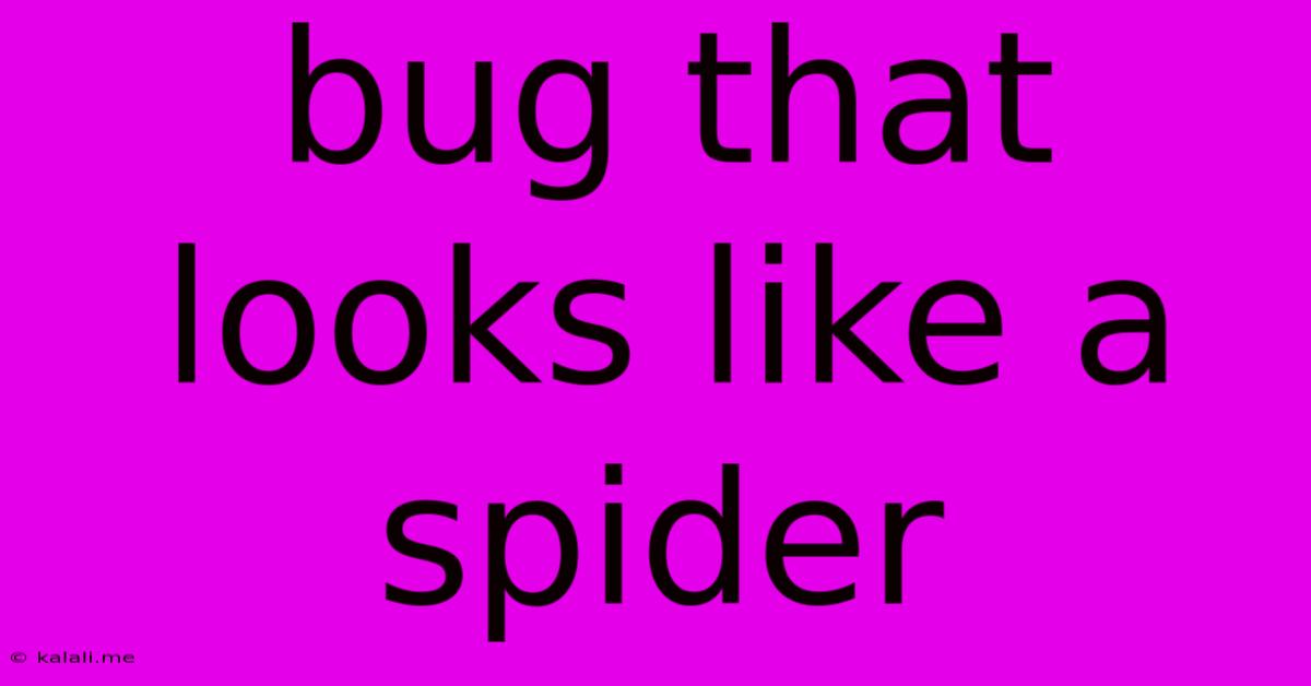 Bug That Looks Like A Spider