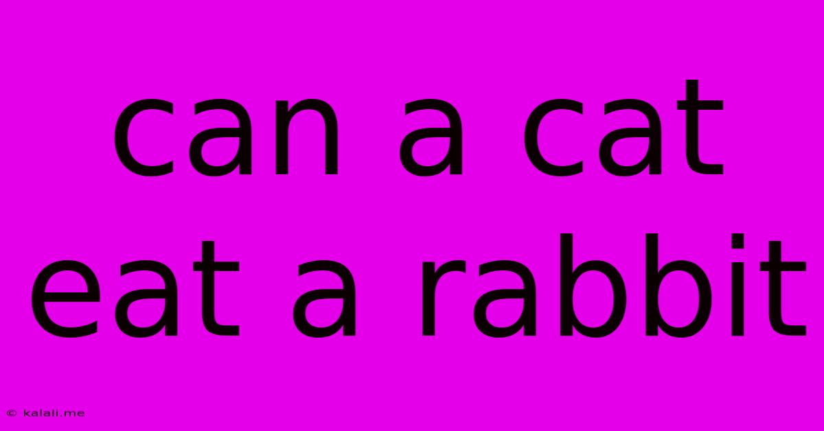 Can A Cat Eat A Rabbit