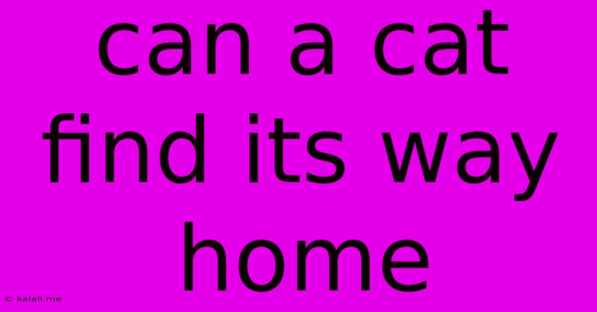 Can A Cat Find Its Way Home