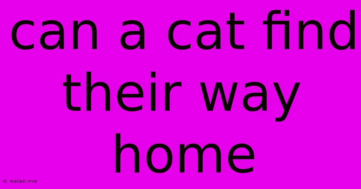 Can A Cat Find Their Way Home