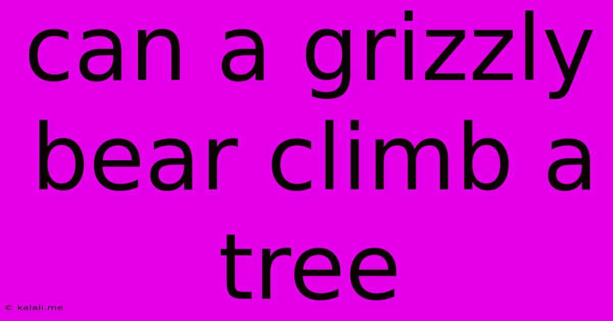 Can A Grizzly Bear Climb A Tree