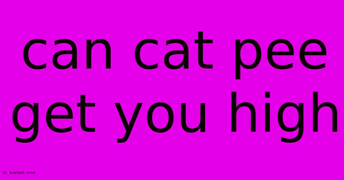 Can Cat Pee Get You High