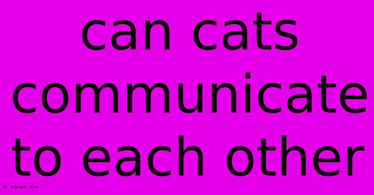 Can Cats Communicate To Each Other