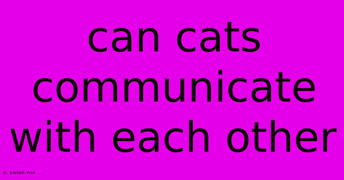 Can Cats Communicate With Each Other