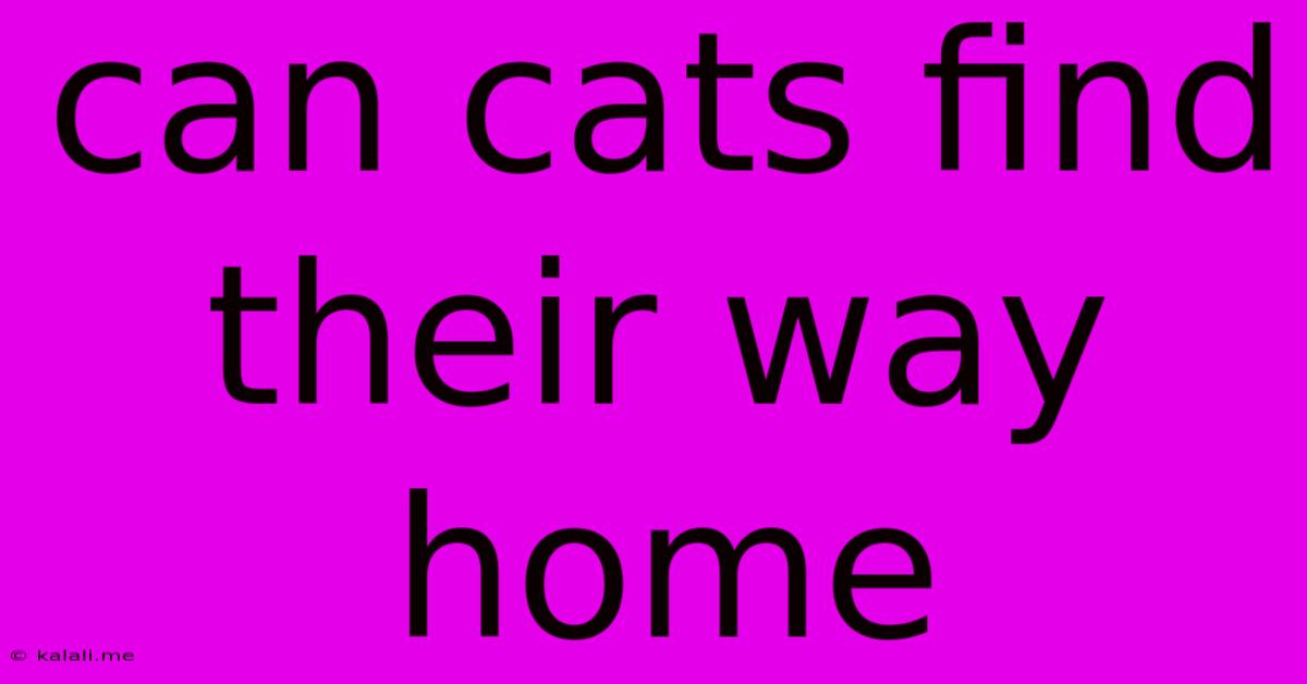 Can Cats Find Their Way Home