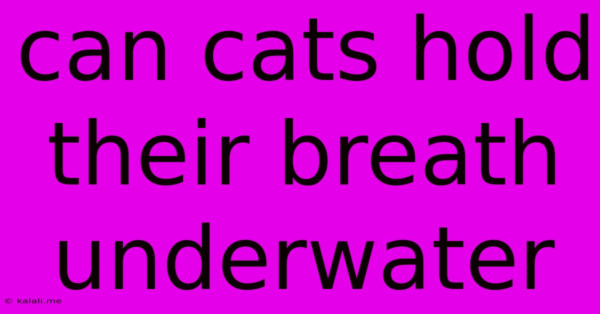 Can Cats Hold Their Breath Underwater