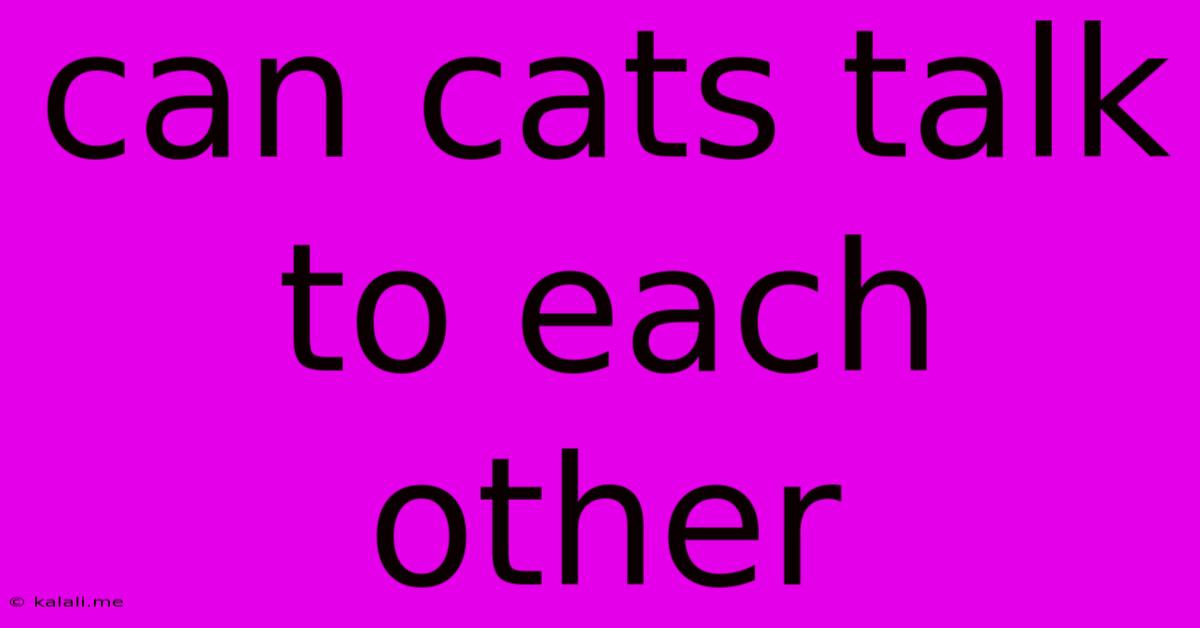 Can Cats Talk To Each Other