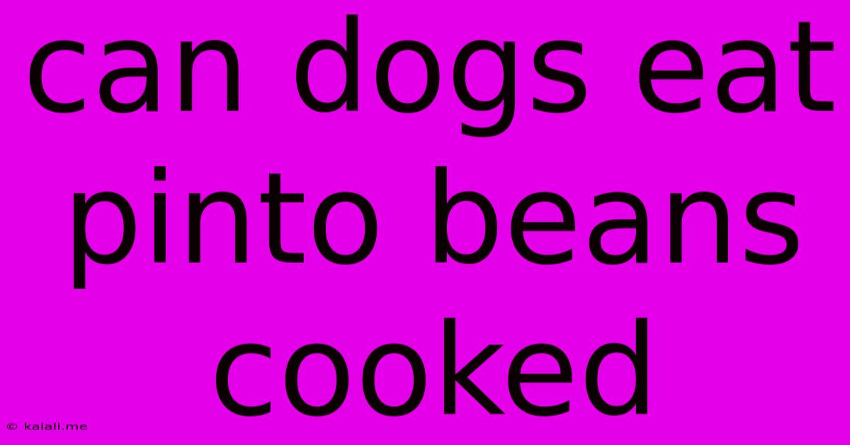 Can Dogs Eat Pinto Beans Cooked
