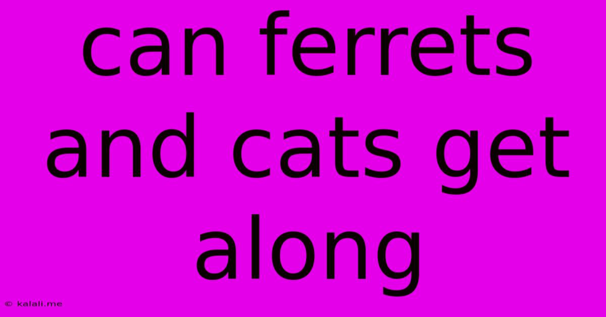 Can Ferrets And Cats Get Along