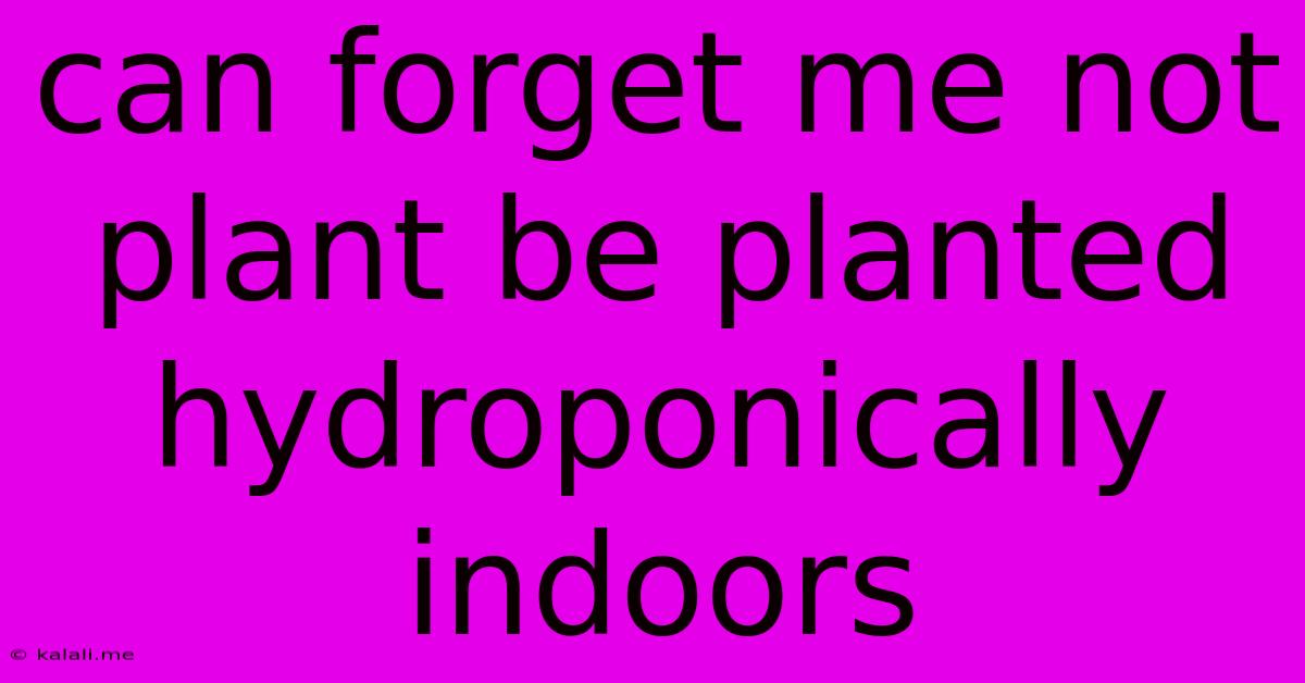 Can Forget Me Not Plant Be Planted Hydroponically Indoors