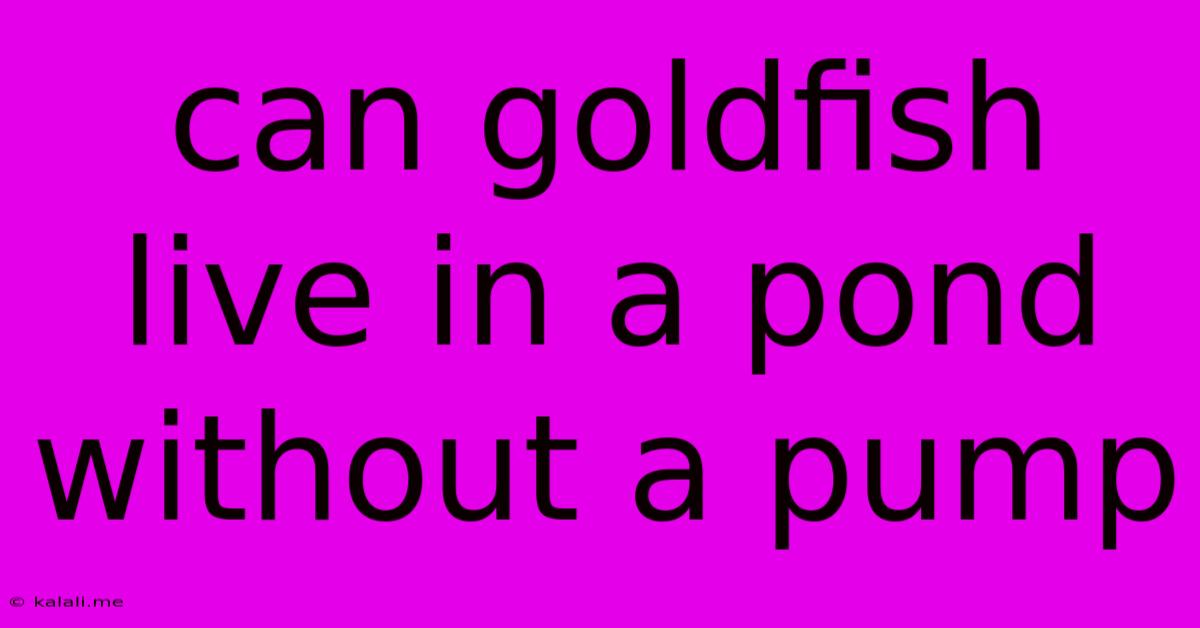 Can Goldfish Live In A Pond Without A Pump