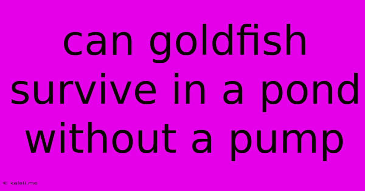 Can Goldfish Survive In A Pond Without A Pump