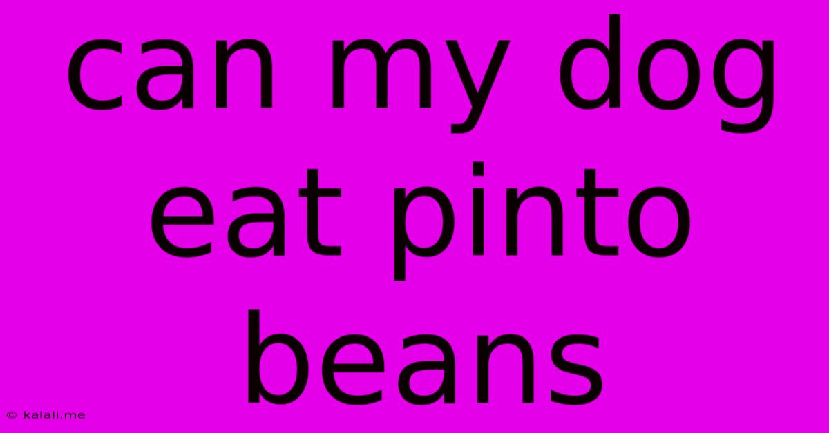 Can My Dog Eat Pinto Beans