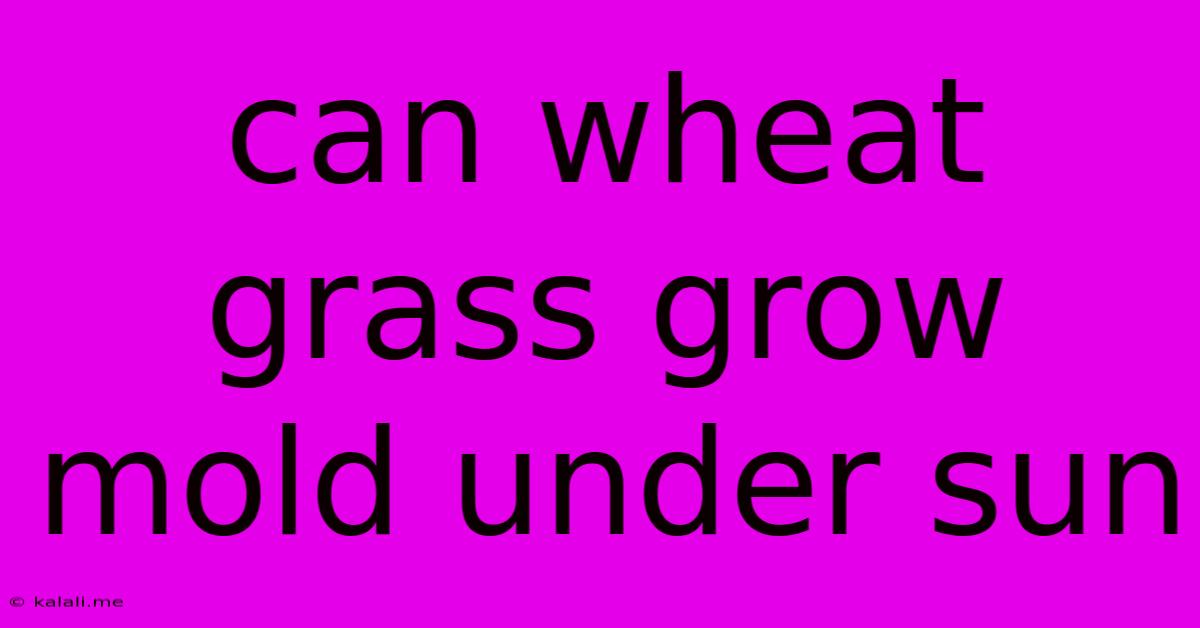 Can Wheat Grass Grow Mold Under Sun