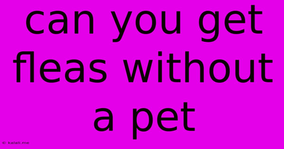 Can You Get Fleas Without A Pet