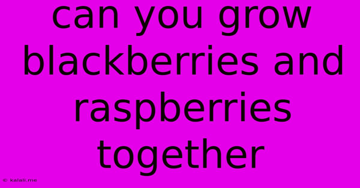 Can You Grow Blackberries And Raspberries Together