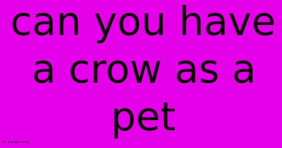 Can You Have A Crow As A Pet