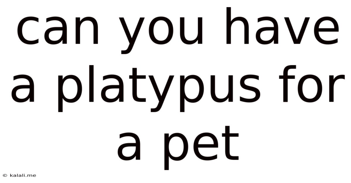 Can You Have A Platypus For A Pet
