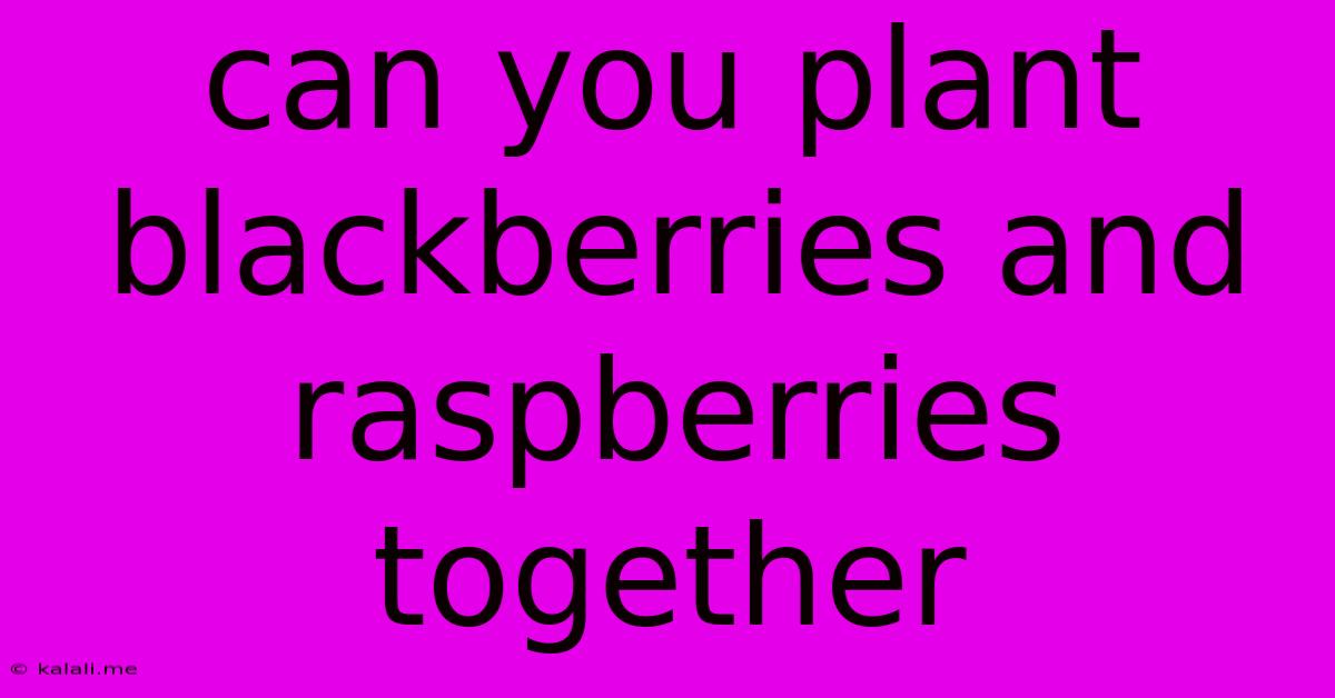 Can You Plant Blackberries And Raspberries Together