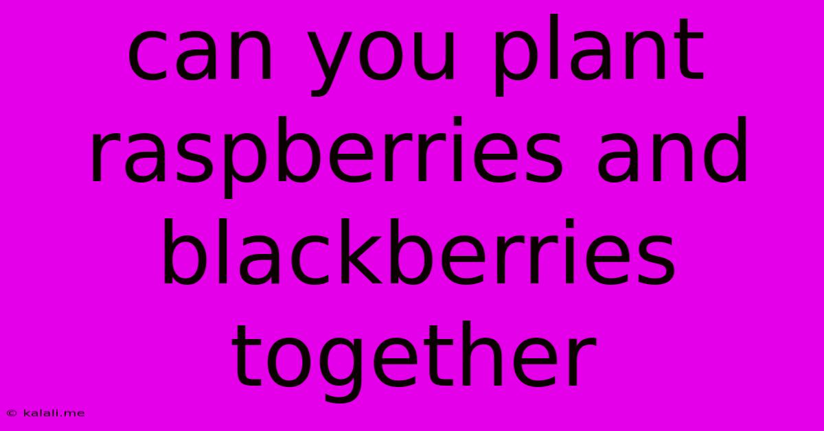 Can You Plant Raspberries And Blackberries Together