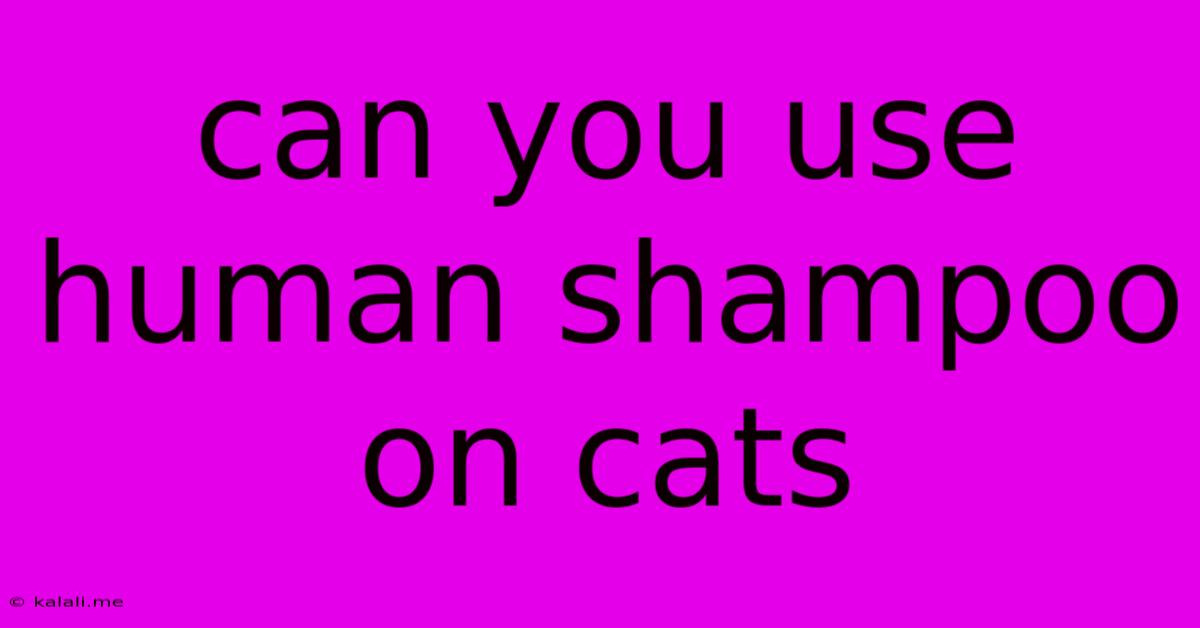 Can You Use Human Shampoo On Cats