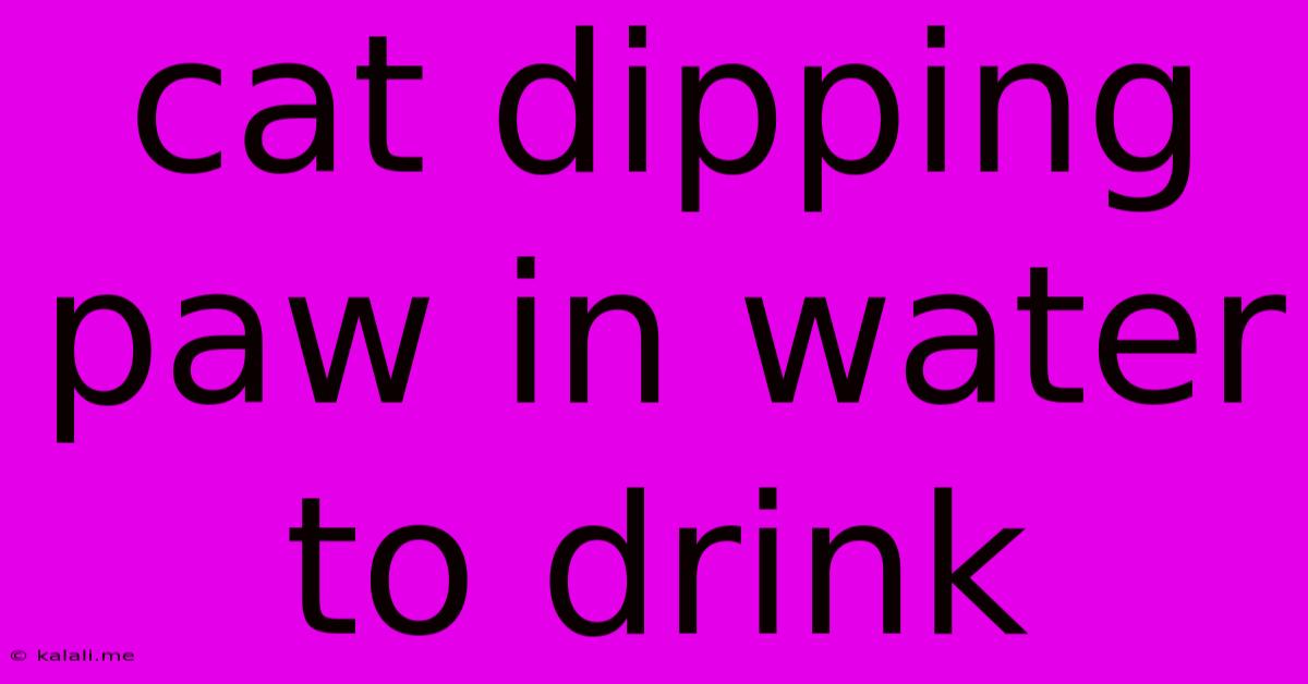 Cat Dipping Paw In Water To Drink