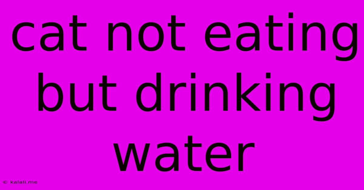 Cat Not Eating But Drinking Water