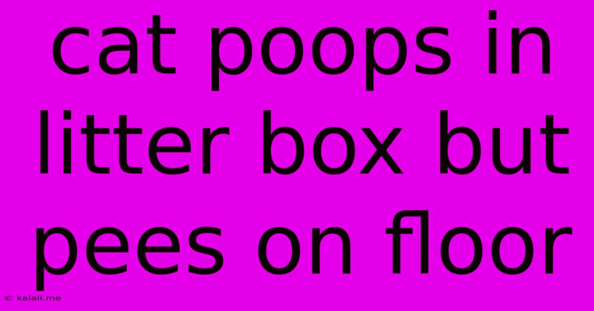 Cat Poops In Litter Box But Pees On Floor
