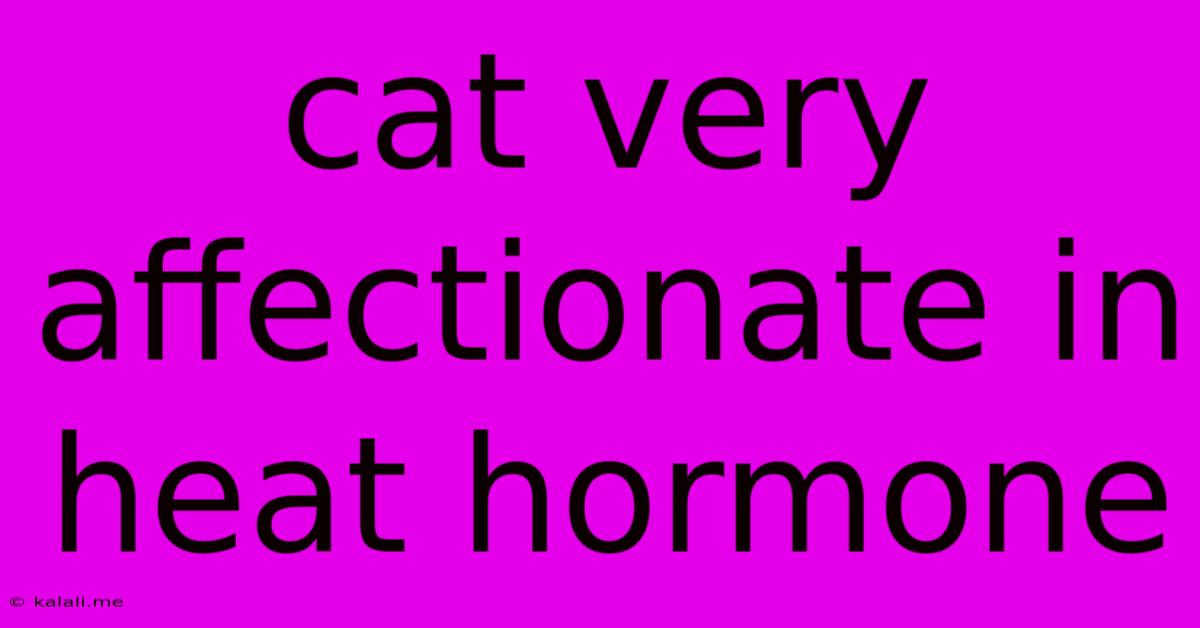 Cat Very Affectionate In Heat Hormone