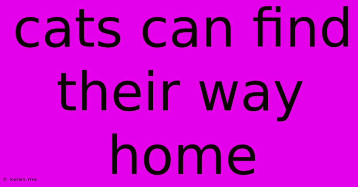 Cats Can Find Their Way Home
