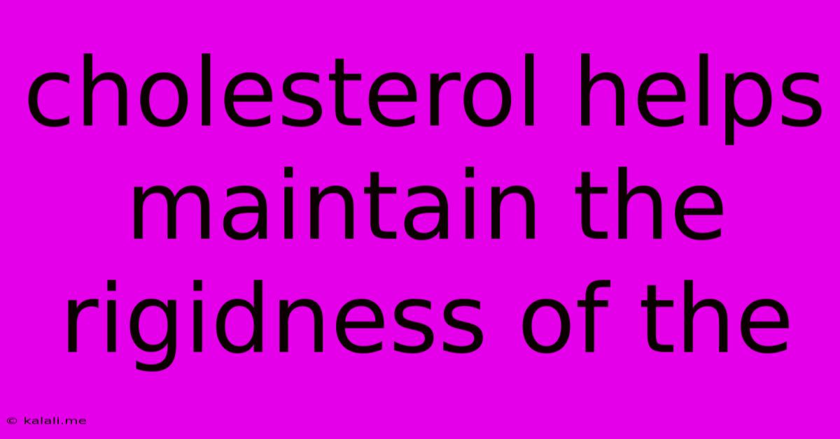 Cholesterol Helps Maintain The Rigidness Of The