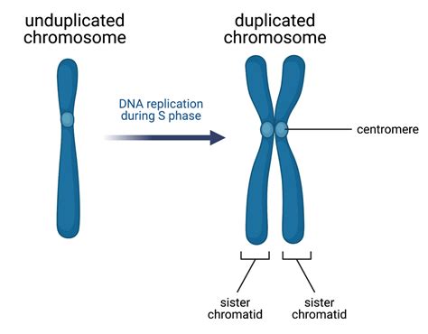 Chromosome Duplication Occurs Prior To Both Mitosis And Meiosis.