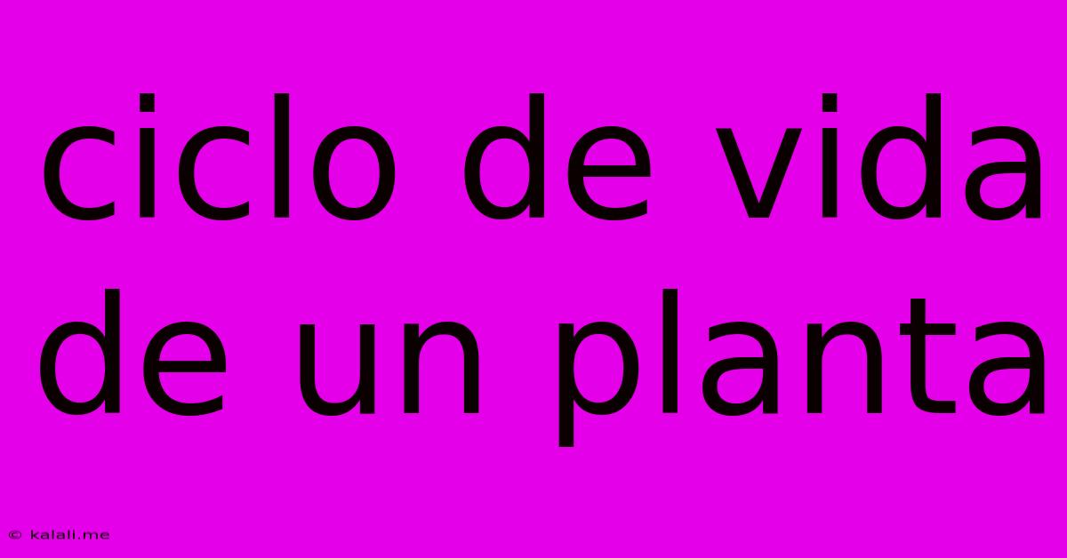 Ciclo De Vida De Un Planta