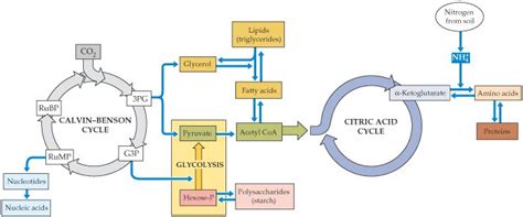 Citric Acid Cycle Vs Calvin Cycle