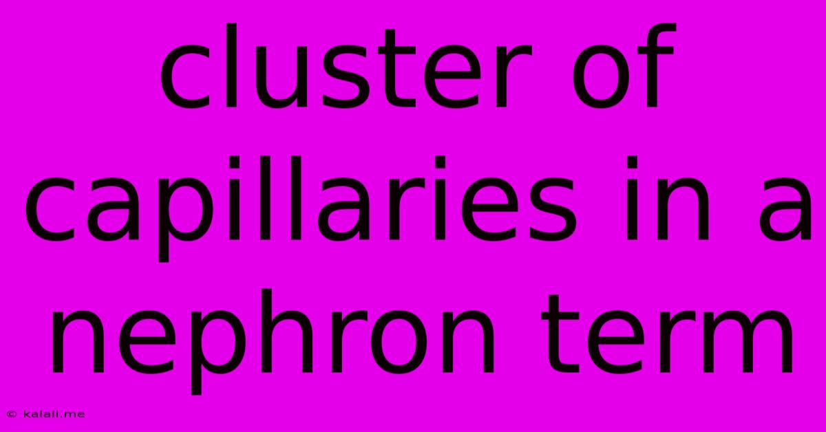 Cluster Of Capillaries In A Nephron Term