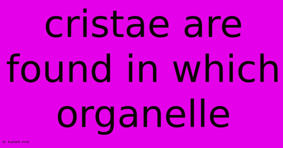 Cristae Are Found In Which Organelle