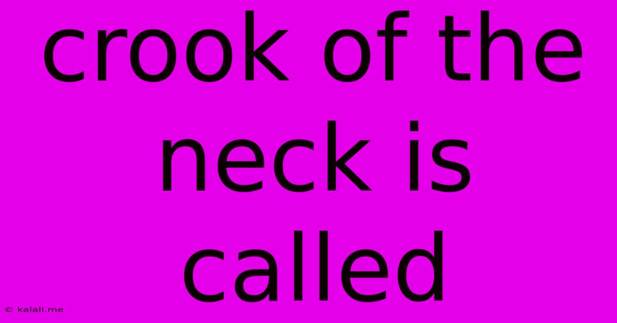 Crook Of The Neck Is Called