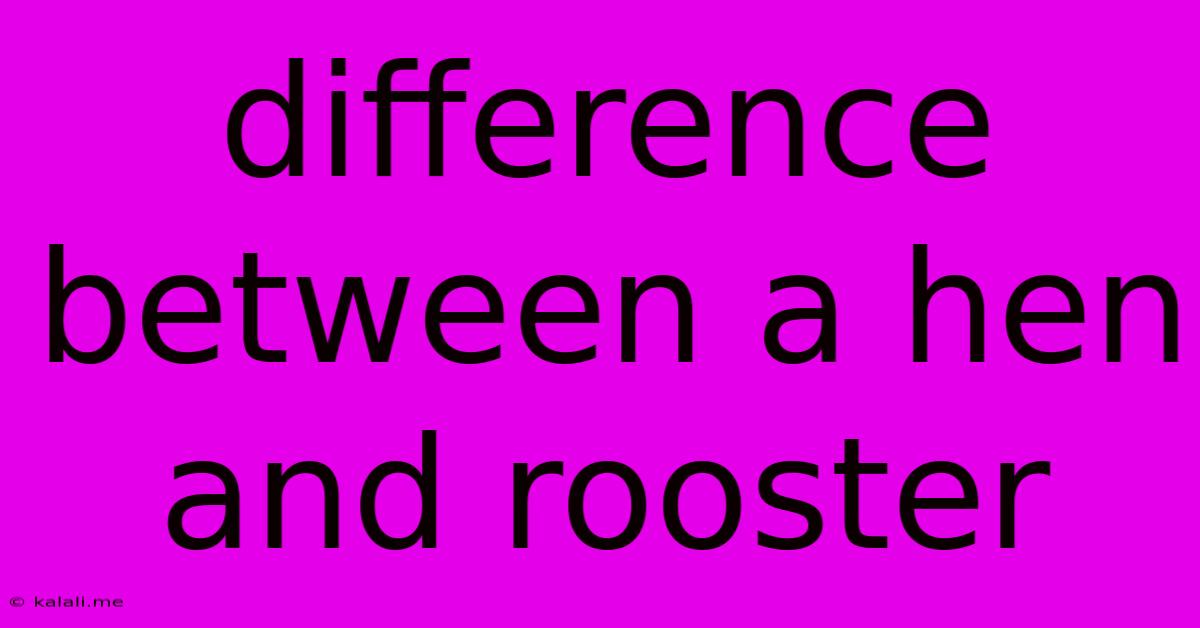 Difference Between A Hen And Rooster