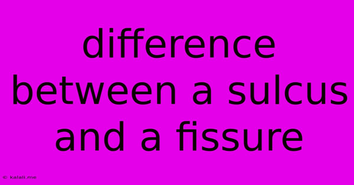 Difference Between A Sulcus And A Fissure