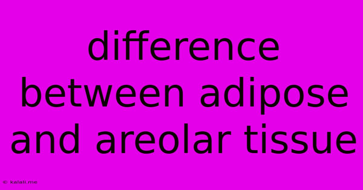 Difference Between Adipose And Areolar Tissue