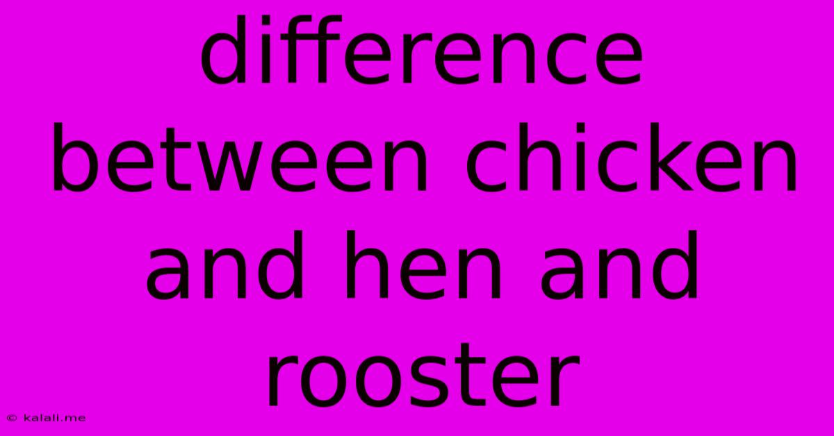 Difference Between Chicken And Hen And Rooster