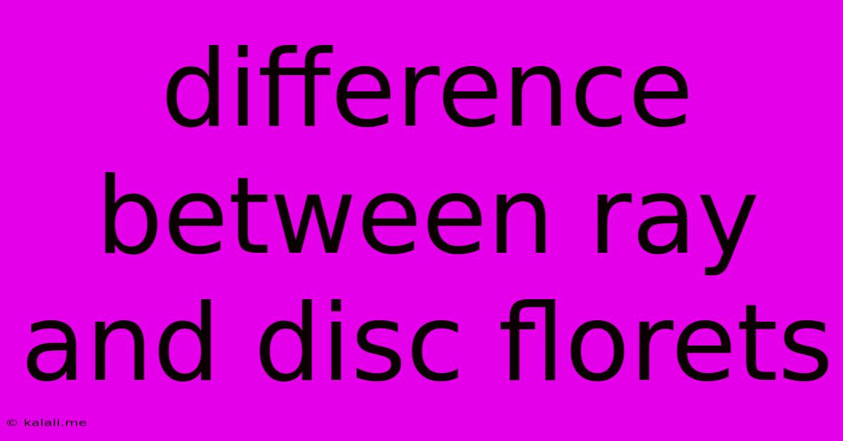 Difference Between Ray And Disc Florets