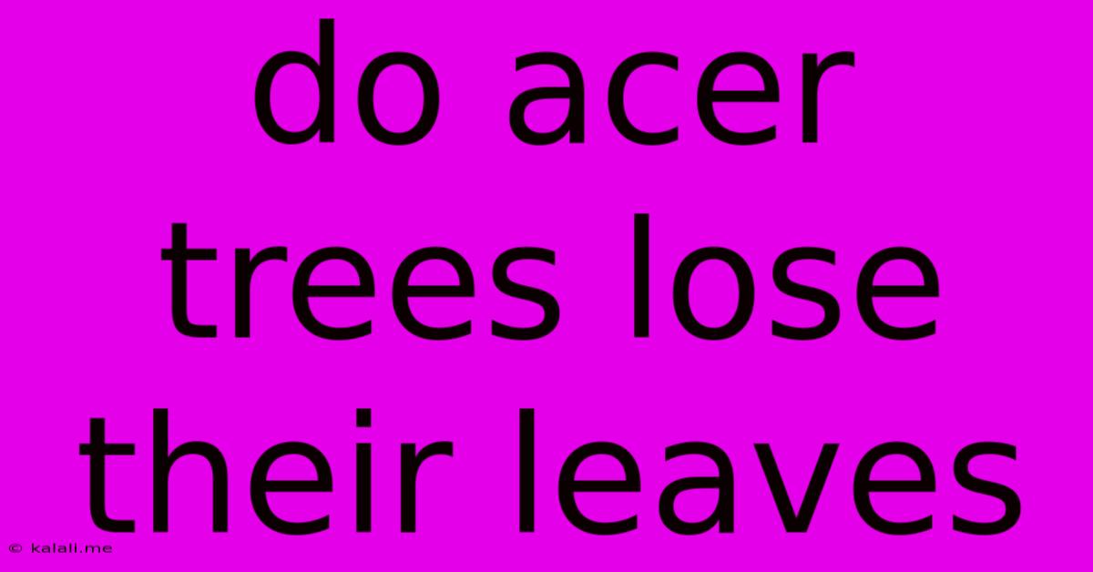 Do Acer Trees Lose Their Leaves