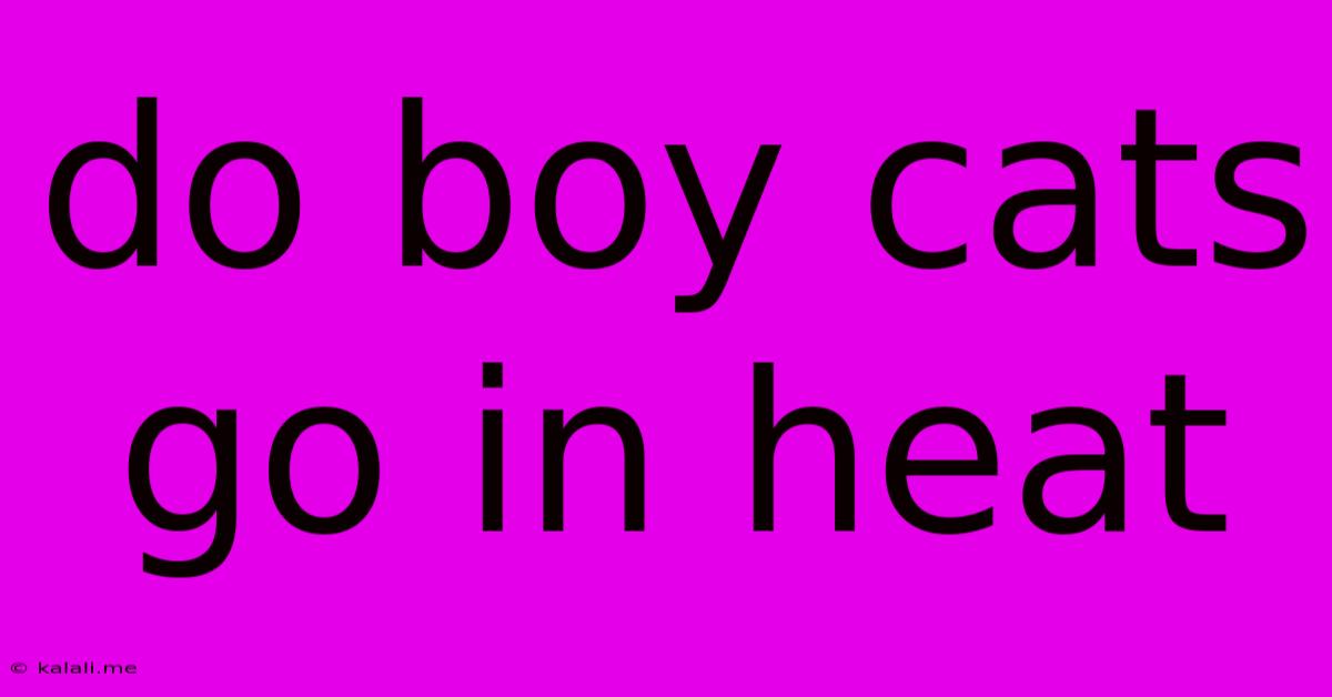Do Boy Cats Go In Heat
